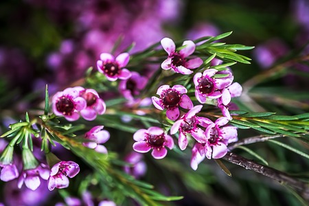 Macro photo of Geraldton wax flowers (Chamelaucium uncinatum)の写真素材