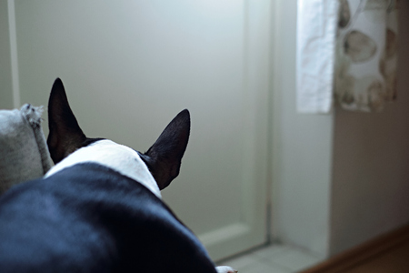 Sad English bullterrier puppy dog on a couchの写真素材