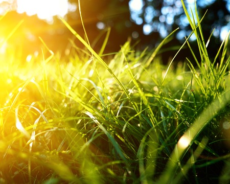 Green grass background, toned bright grass closeup view with sun beams and lens flare.の写真素材