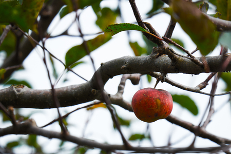 Last red apple on the apple tree.の写真素材