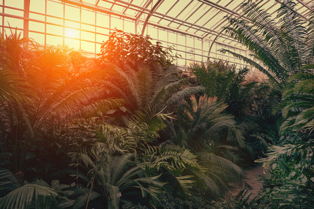 Tropical path with green tropical plants, palms and catuses with sunset sun at botanical garden in Europa.の写真素材
