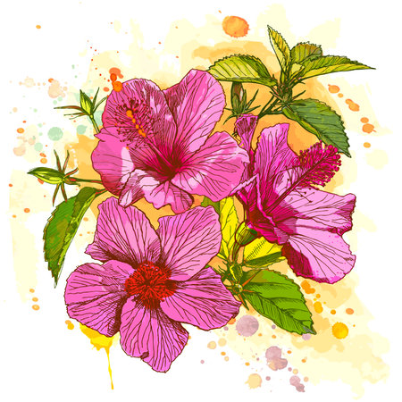 Hibiscus flower - vector watercolor paint. Elements on separate layersのイラスト素材