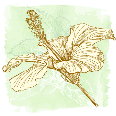 Hibiscus flower - vector watercolor paint. Elements on separate layersのイラスト素材