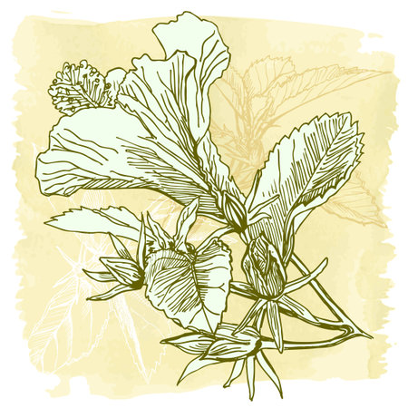 Hibiscus flower - vector watercolor paint. Elements on separate layersのイラスト素材