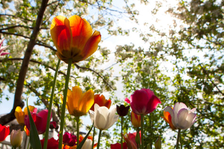 Fresh colorful tulips in warm sunlightの写真素材