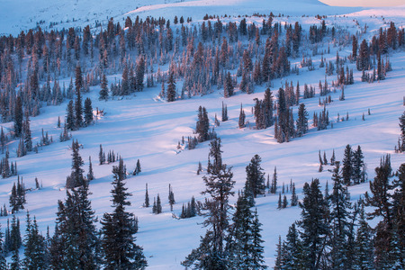 Winter landscape with lots of snow and treesの写真素材
