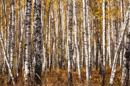 Thick forest of birch trees in the fall in Krasnoyarsk.の写真素材