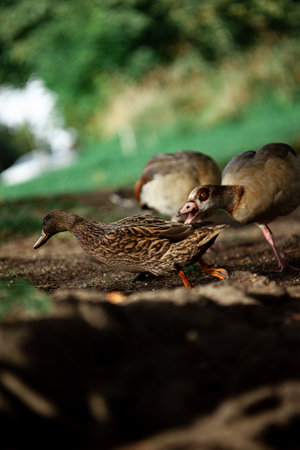 Ducks on a walk in the park. Selective focus.の写真素材