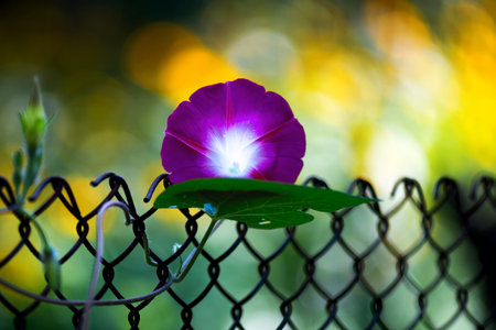 Beautiful purple flower of bindweed fieldの写真素材