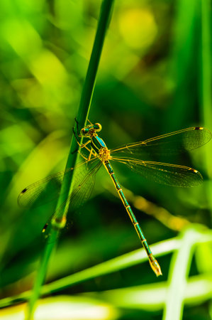 Dragonfly standing on the branch. Close-up. Macro