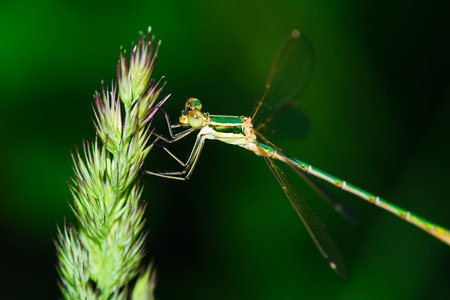 Colorful Dragonfly resting on a twig with blurred green nature background. Beautiful