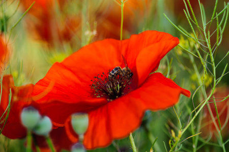 bright red poppy flowers in summer. Bees collect nectar. Beautyの写真素材