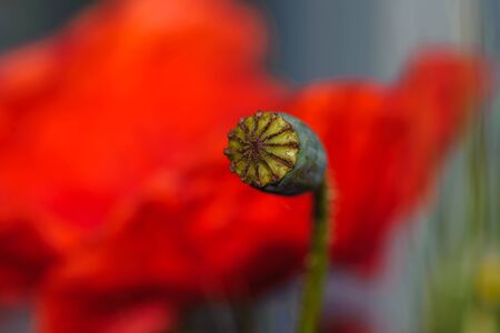 bright red poppy flowers in summer. Bees collect nectar. Beautyの写真素材