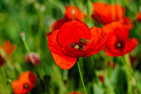 bright red poppy flowers in summer. Bees collect nectar. Beautyの写真素材
