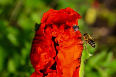 bright red poppy flowers in summer. Bees collect nectar. Beautyの写真素材