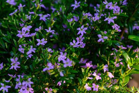 breath of spring in charming flowers. Bright colors of summer and spring. The most beautiful flowers. For a good mood. Beautyの写真素材