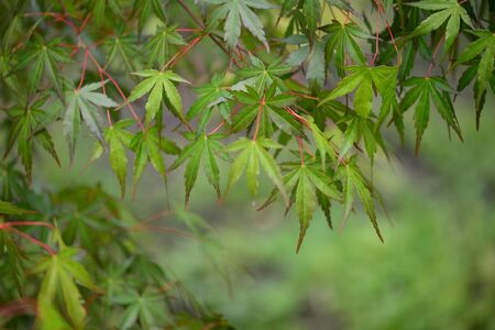 Young green maple tree leaves illuminated by sunlight in forest shadow.の写真素材