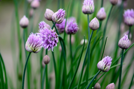 Beautiful violet flowers of wild onion blooms in garden.