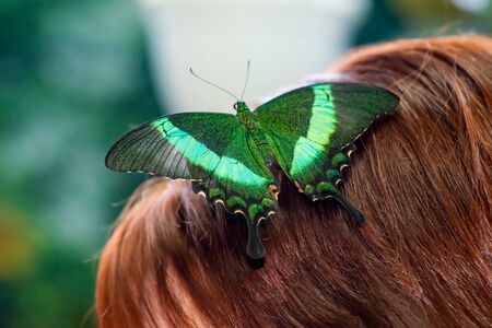 gorgeous big green butterfly sits on the top of the head of a girl.の写真素材