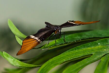A magnificent large butterfly sits. Wonderful coloring of the wingsの写真素材