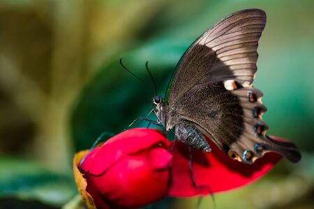 A magnificent large butterfly sits. Wonderful coloring of the wingsの写真素材