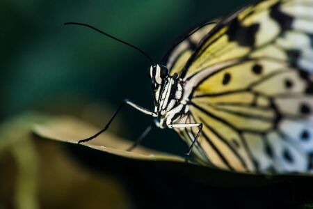 A magnificent large butterfly sits. Wonderful coloring of the wingsの写真素材