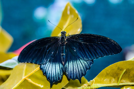 A magnificent large butterfly sits. Wonderful coloring of the wings