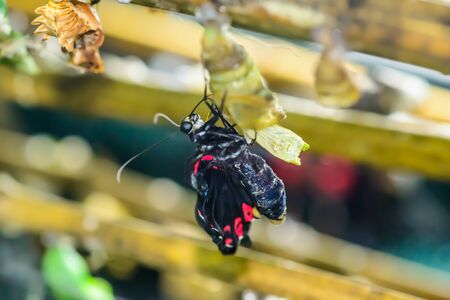 Amazing moment about butterfly change form chrysalisの写真素材