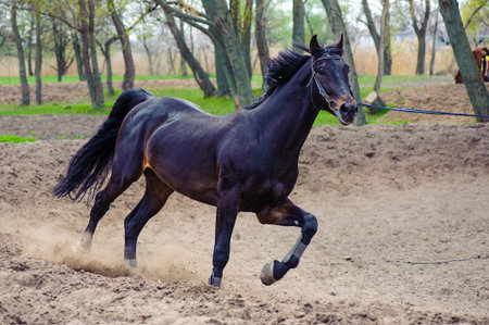 A horse training running in circles in a sandy terrain with trees in the back.
