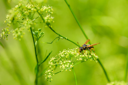 Wasp collects nectar. Selective focus. Background blur. Wasp sits on a flower