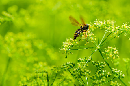 Wasp collects nectar. Selective focus. Background blur. Wasp sits on a flower