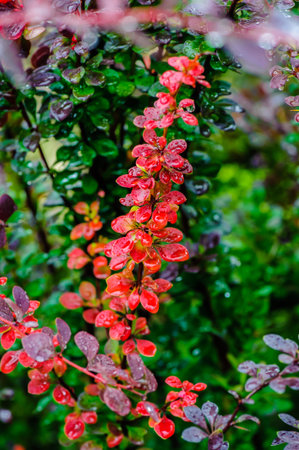 Wet twig of red barberry Japanese barberry with drops of water on the leaves after rain. Close-up.の写真素材