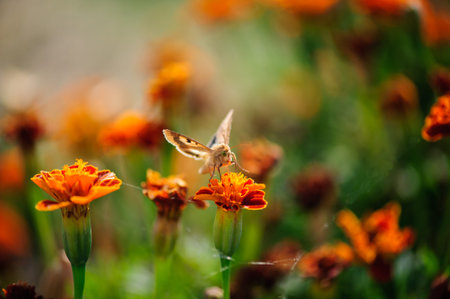 White moth is sitting on a flower of a Tagetes.の写真素材