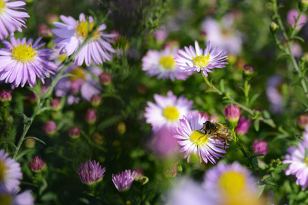 Bee on a Pink Flower surrounded by a garden of flowers.