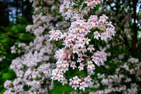 Catalpa-like southern tree flowers in a botanical garden. Floral background. Flowering tree, selective focus. Spring theme for design.の写真素材