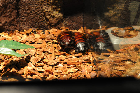 Madagascar hissing cockroach. Gromphadorhina portentosa, also known as the Madagascar giant cockroachの写真素材