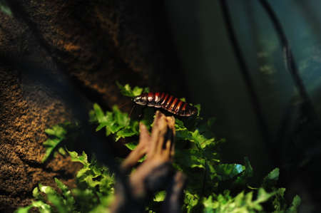 Madagascar hissing cockroach. Gromphadorhina portentosa, also known as the Madagascar giant cockroachの写真素材
