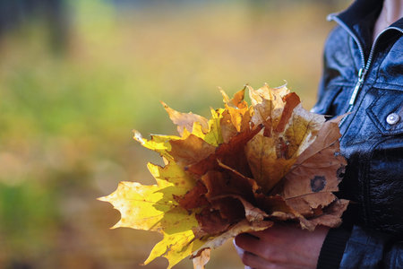 Yellow bright autumn maple leaves in female hands.
