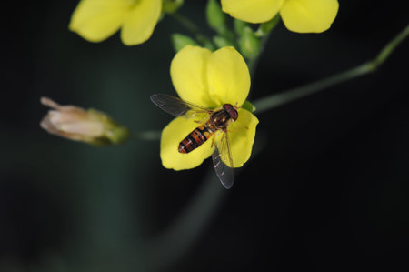 Hoverfly, flower fly, syrphid fly. Eupeodes luniger collects nectar from the flower. Macro photo. Natural backgroundの写真素材