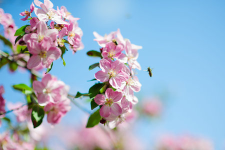 Spring blossom: branch of a blossoming apple tree on garden background.