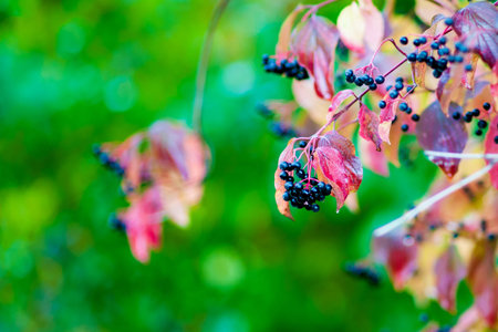 Black chokeberry Aronia melanocarpa fruit in the autumn garden. Close-up