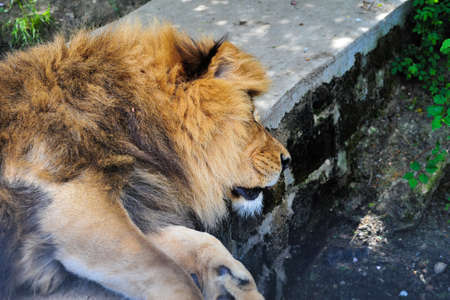 Big African lion resting in the shade of trees.の写真素材