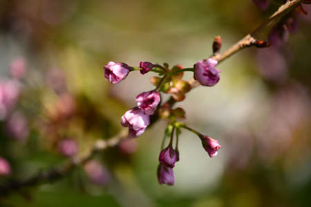 Vivid color of Cherry Blossom or Sakura flower on blue sky background soft focus.の写真素材