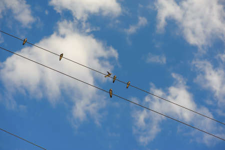 Flock swallow sitting on wires against blue skyの写真素材
