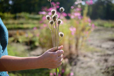a small bouquet of dried flowers and flowers in a woman's hand. Selective focus.の写真素材