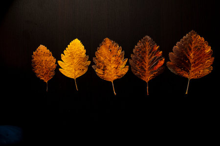autumn leaf on a tree black background, top view.
