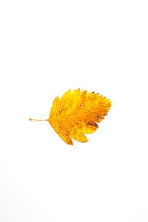 autumn leaf on a white background, top viewの写真素材