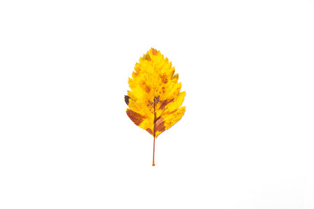 autumn leaf on a white background, top viewの写真素材
