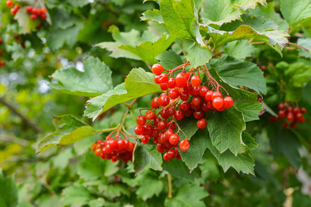 Closeup of bunches of red berries of a Guelder rose on a sunny day at the end of the summer seasonの写真素材