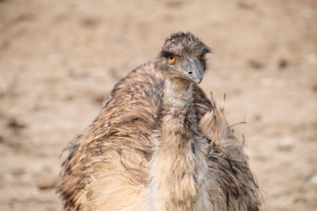 Close-up portrait of Emu ostrich, Dromaius novaehollandiae